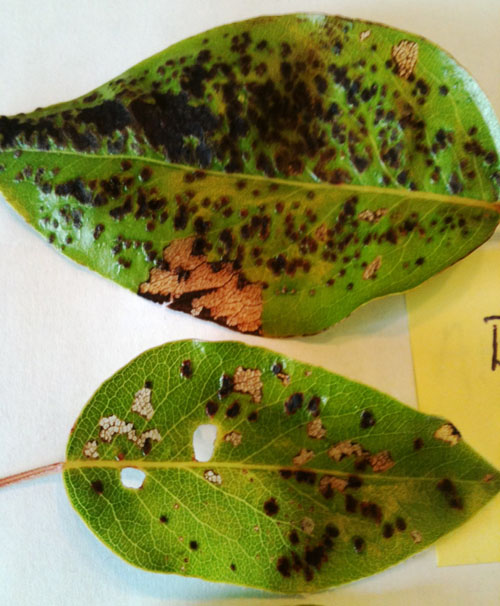 Pear leaf blister mite